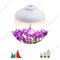 Светильник для цветочных горшков FITO-12W-FLED ЭРА - фото 34281